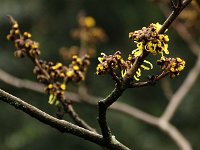Hamamelis Angelly 2016 01 23 9219